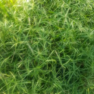 PAPIRO ENANO - CYPERUS ALTERNIFOLIUS NANA MC