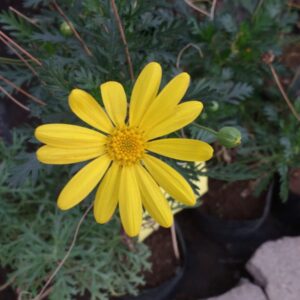 PAQUERETTE CALIFORNIANO -  EURYOPS PECTINATUS  30 CM