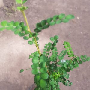 PELU PELU - SOPHORA CASSIOIDES 1,20