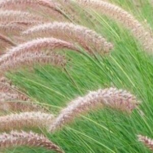 PENNISETUM RUPELIANO - PENNISETUM RIPPELIANUM