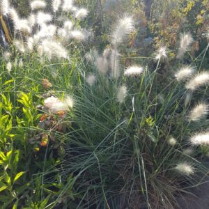PENNISETUM VILLOSUM