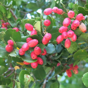 PEUMO CRYTOCARYA ALBA