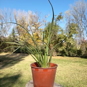 PITA VERDE ENANA - PHORMIUM TENAX VAR NANA