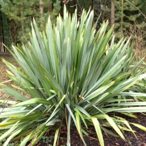 PITA VERDE - PHORMIUN TENAX