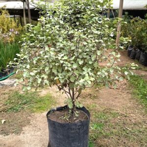 PITOSPORO NIGRICANS  PIE ALTO- PITTOSPORUM TENUIFOLIUM 80 CM