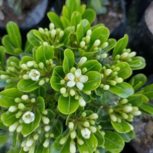 PITOSPORO TOBIRA ARBUSTIVO 60 CM