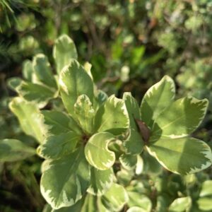 PITOSPORO TOBIRA ARBUSTIVO  VARIEGADA  0,60 A 0,80