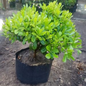 PITOSPORO TOBIRA ENANO 15 A 20 CM