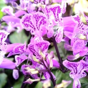 PLECTRANTUS - MONA LAVANDER