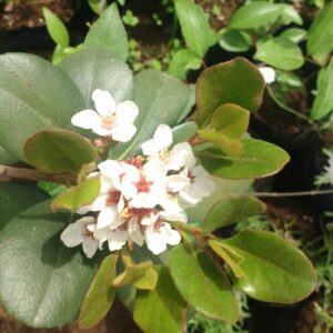 RAPHIOLEPIS - RAPHIOLEPIS UMBELLATA  0,50