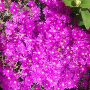 RAYITO DE SOL - MESEMBRYNTHEMUM SP. MULTIRADIATUS Y LAMPRANTHUS ROSEUS
