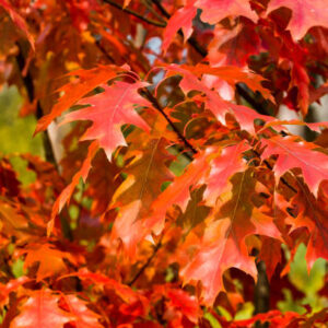 ROBLE AMERICANO - QUERCUS FALCATA