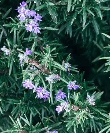 ROMERO - ROSMARINUS OFFICINALIS 0,50 A 0,70