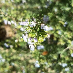 ROMERO RASTRERO- ROSMARINUS OFFICINALIS PROSTRATUS 0,20