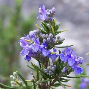 ROSMARINUS  TUSCAN BLUE.- ROMERO TOSCANO 50 CM