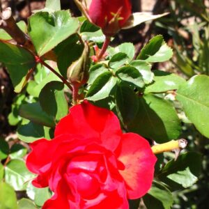 ROSA FLORIBUNDA ROJA