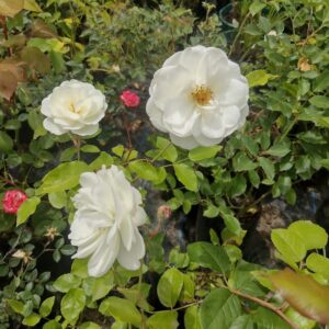 ROSA ICEBERG - ROSA KORBIN