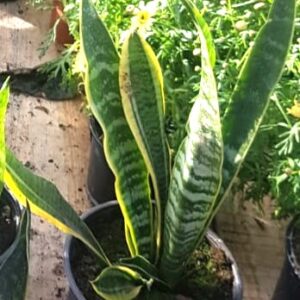SANSEVIERIA L LENGUA DE SUEGRA