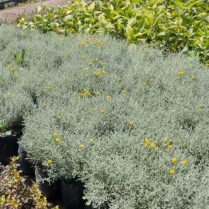 SANTOLINA  - SANTOLINA CHAMAECYPARISSUS 0,20