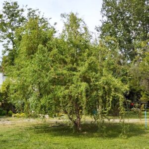 SAUCE CRESPO - SALIX MATSUDANA 1,40 a 1,60