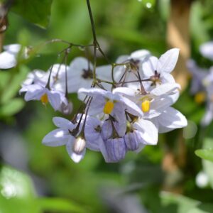SOLANUM JAZMINOIDE - SOLANUM JASMINOIDES