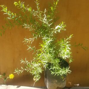 SPIREA - SPIRAEA THUMBERGII 0,30 M