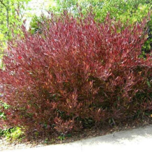 STENOCARPUS ROJO  -  DODONEA VISCOSA ‘PURPUREA 80 A 1,00M