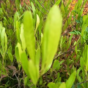 STENOCARPUS VERDE - DODONEA VISCOSA 80 A 1,40 M