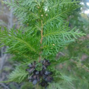 THUJA COMUN - ARBOL DE LA VIDA 1,50 A 2,00