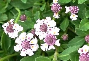 TIQUI-TIQUI - PHYLA NODIFLORA VAR REPTANS