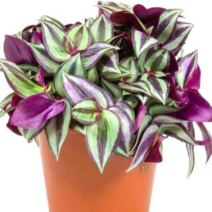 TRADESCANTIA ZEBRINA