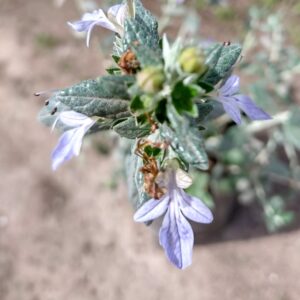 TRENIUM GLAUCA 1,00 A 1,20