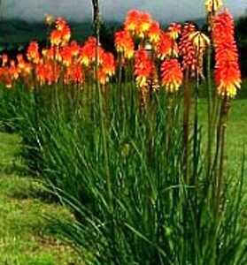 TRITOMA - KNIPHOFIA UVARIA