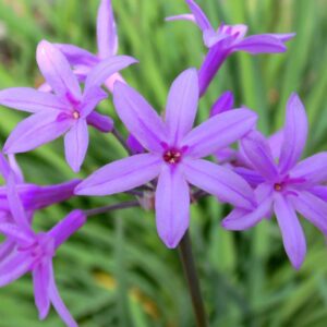 TULBAGHIA VIOLACEA 0,20