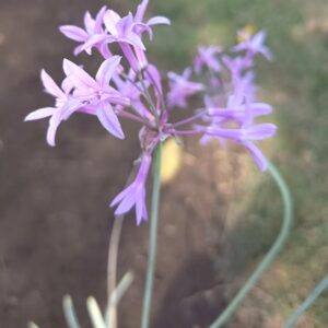 TULBAGHIA VIOLACEA VARIEGADA 0,20