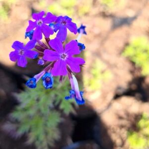 VERBENAS - VERBENA TENELLA