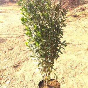 VERONICA  BRILLANTISIMA - HEBE BRILLANTISIMA 0,30 A 0,50