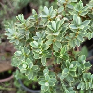 VERONICA GEMEND - HEBE GEMEND- 0,20