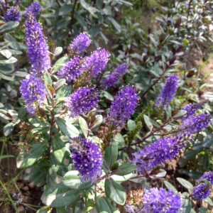 VERONICA MORADA - HEBE ATROPURPUREA 0,50