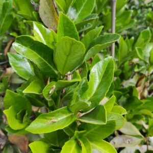 VIBURNUM LUCIDO - VIBURNUM LUCIDUM 1,00 A 1,50 M