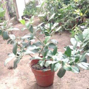 VIBURNUM MASCANTHA - VIBURNUM MASCANTHA  MC 0,50 A 0,80