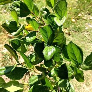 VIBURNUM ROTUNDIFOLIA - VIBURNUM SUSPENSUM   0,50 A 0,80