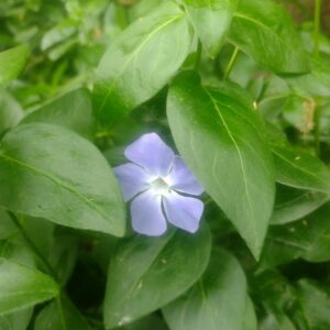 VINCAS MAJOR