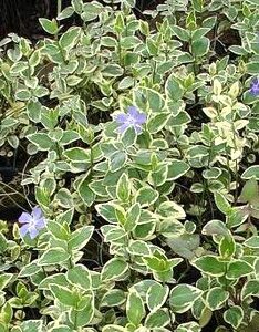 VINCA VARIEGADA