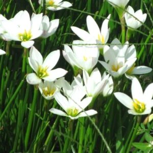 ZEFIRANTES - ZEPHIRANTES CANDIDA MACETERO